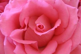 pink rose in detail close up