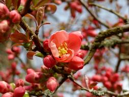 Beautiful, blossoming apple tree with red, pink and yellow flowers in spring