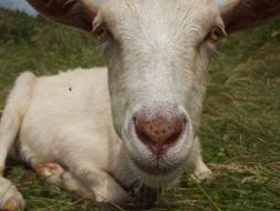 domestic Goat Head Face