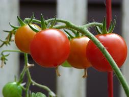 Tomatoes Garden Ripe