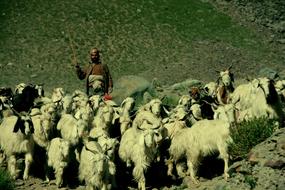 Shepherd Ladakh India