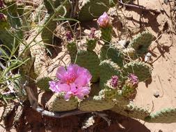 pink flowers on a cactus on a sunny day