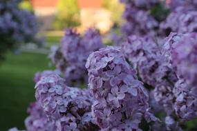 Lilacs Spring Purple flowers