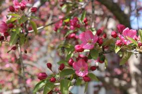 Crabapple, Pink blossoms on Tree on a blurred background