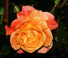 Rose Late Summer
