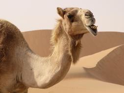 Dromedary Camel
