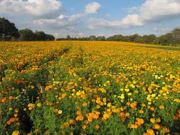 Marigold Flowers Colorful Autumn