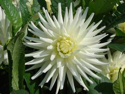 white Dahlia Flower Blossom