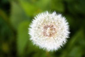 wondrous white Dandelion