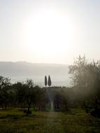 Cypress Trees Tuscany