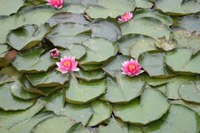 Lily Flowers Green leaves