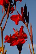 Canna Lilies Flowers Bloom