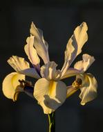 Iris White Flower petals