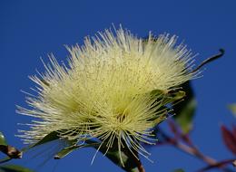 wondrous Flowers White and blue sky