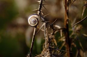 Colorful and beautiful, shiny snail with the shell, on the thistle plant with spikes