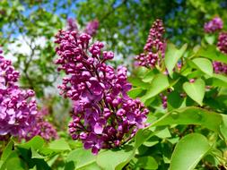 Lilacs Flower green leaf