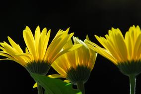 Yellow Gerbera Flowers at dark
