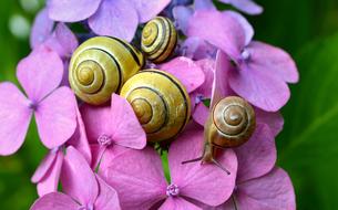 Cepaea Snails and Hydrangeas