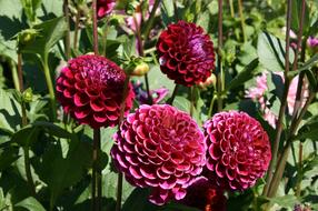 beautiful Dahlia Red Flowers