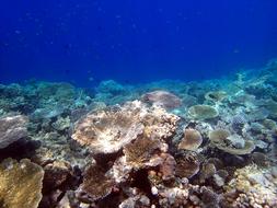 Corals Giant Tabular