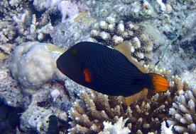 Striped Triggerfish Fish Ballista
