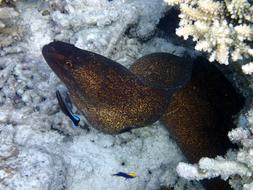 Moray Java Fish Sea