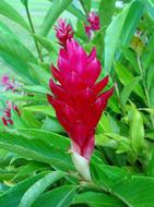 Red Ginger Flower at green leaves, india, karnataka, kaiga