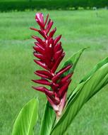 beautiful Red Ginger Flower