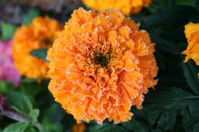 round orange flowers on a flower bed, close-up