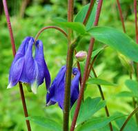 aquilegia vulgaris, blue columbine flowers