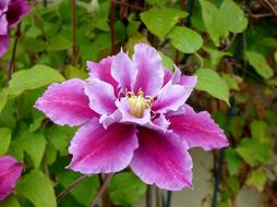 clematis vine with double pink flowers