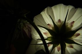 Flower White Light contrast