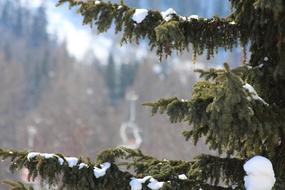 Snow Trees Cold