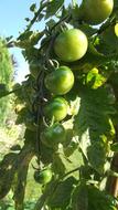 Green Tomatoes Sun