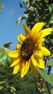 Sunflower Bee