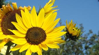Bright Yellow Sunflowers