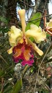 Orchid Catleya Dowiana flower