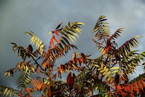 Sky Leaves Red