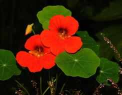 Nasturtium, Tropaeolum, plant in Bloom