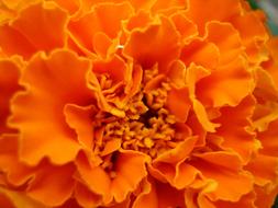 Close-up of the beautiful, orange, gradient marigold flower in light