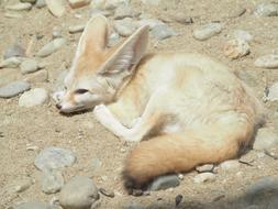 Desert Fox Zoo