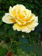 incredible beauty Rose Bloom