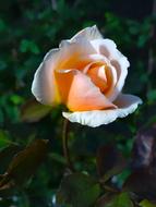 Rose, Pink orange flower in garden