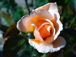 Pink Rose Bloom Flower