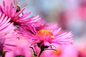 incredible beauty pink Flowers