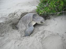 Turtle Eggs