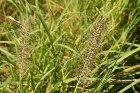 Grass The Scenery