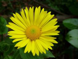 Close-up of the beautiful, yellow, orange and green Spanish Daisy flower, among the green leaves