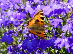 Close-up of the beautiful and colorful, patterned little fox butterfly, on the beautiful, purple lobelia flowers, in sunlight