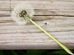 dandelion flower with seeds on wooden background